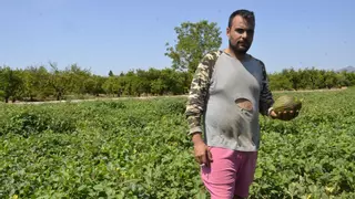 Un agricultor de Castellón duerme en sus huertos para evitar más robos