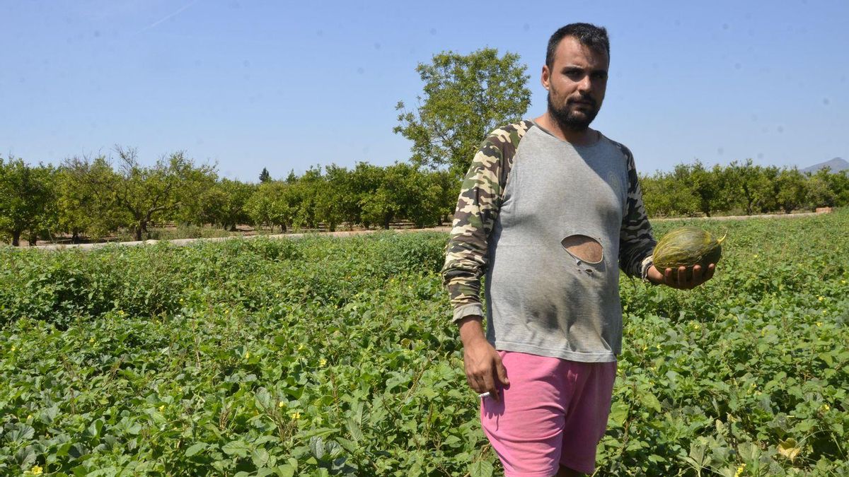 Bryan Luengo muestra un melón en uno de sus campos de cultivo en Moncofa.
