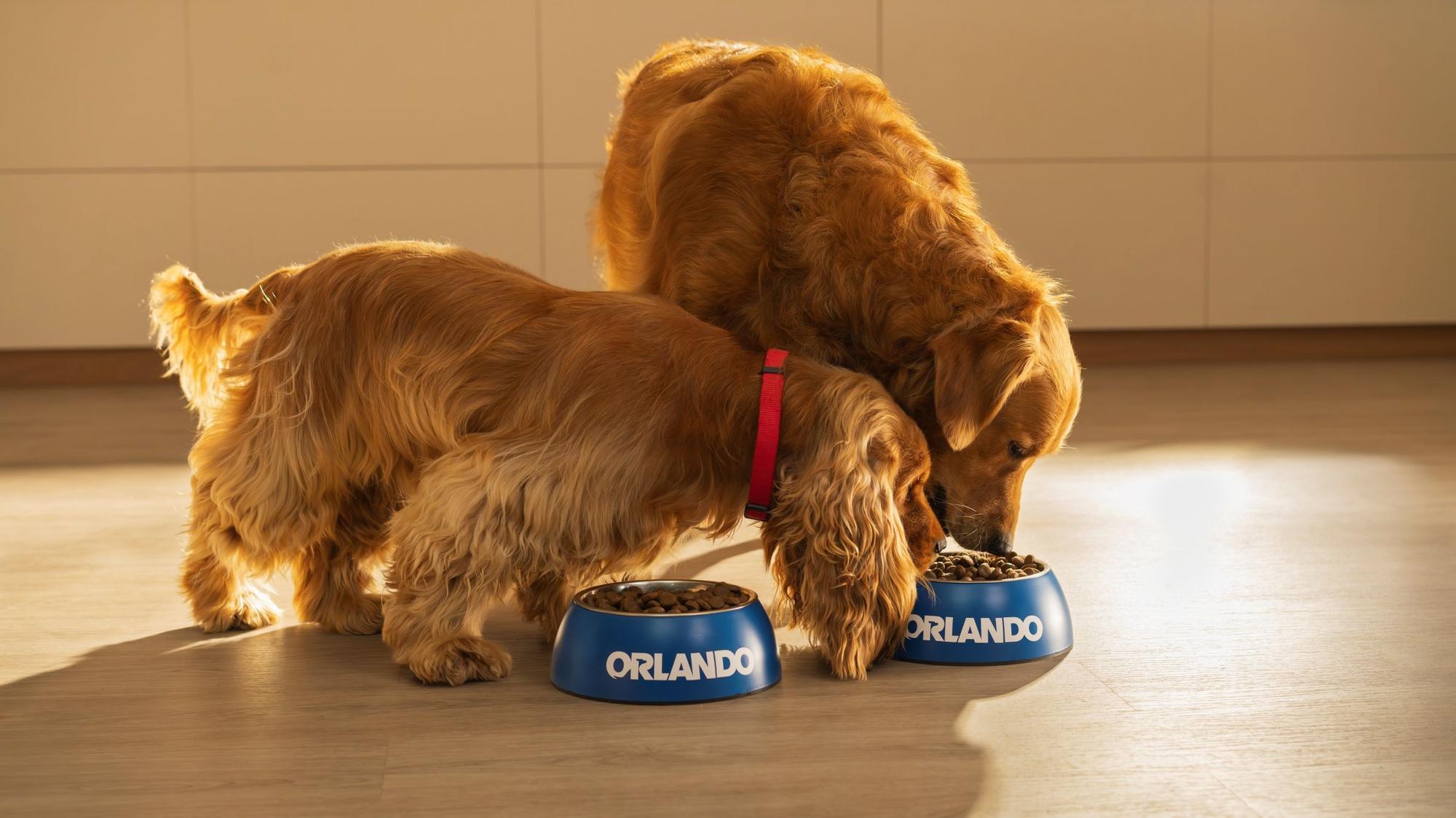 Lidl lanza su innovadora y reformulada marca de comida para perros Orlando, que cuenta con una calidad igual o superior a la de marcas especializadas, a un precio mucho menor