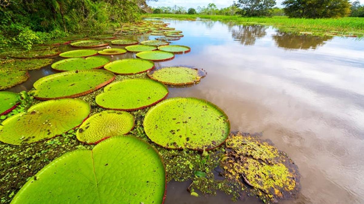 Ruta por el Alto Amazonas