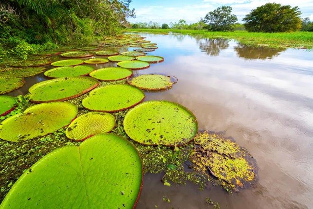 Victoria regia