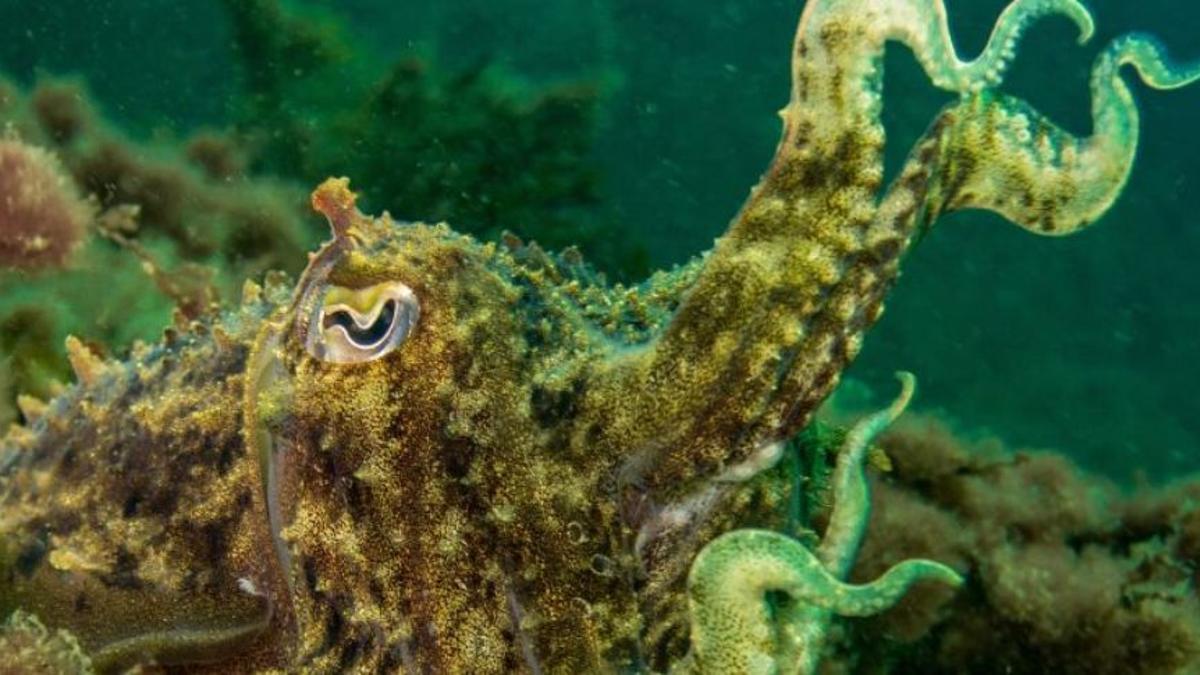 Una sepia común: este molusco cefalópodo podría producir recuerdos falsos.