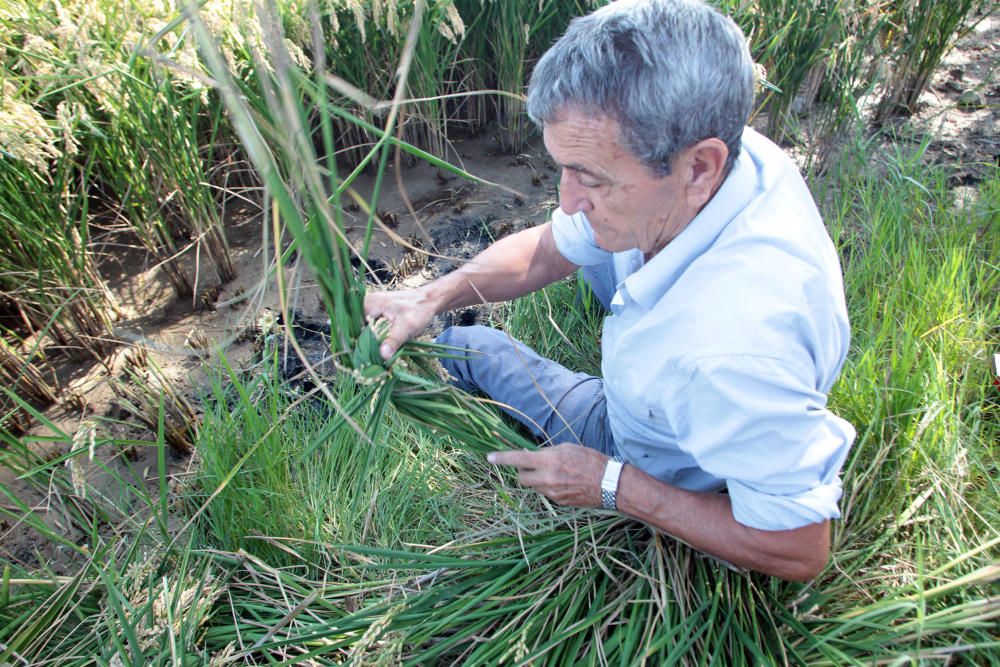 Fiesta de la Siega del Arroz