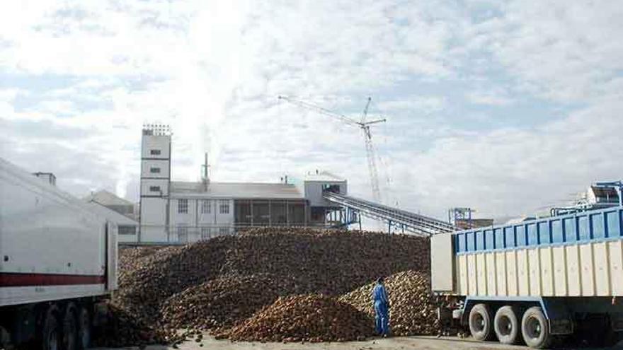 Camiones descargan remolacha en la fábrica de Toro.