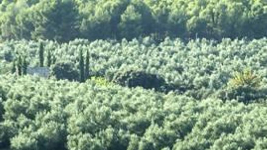 Plantaciones de Masia el Altet