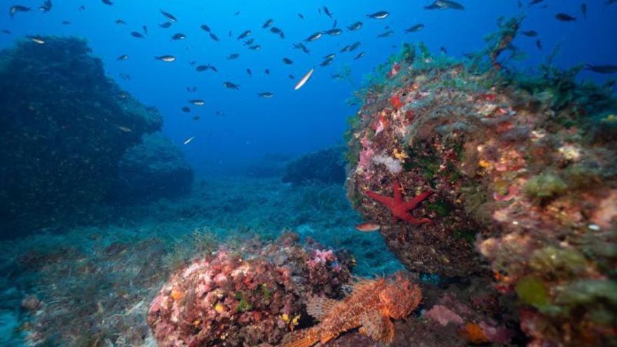 Imagen de un fondo
marino con un cap roig 
en primer término.