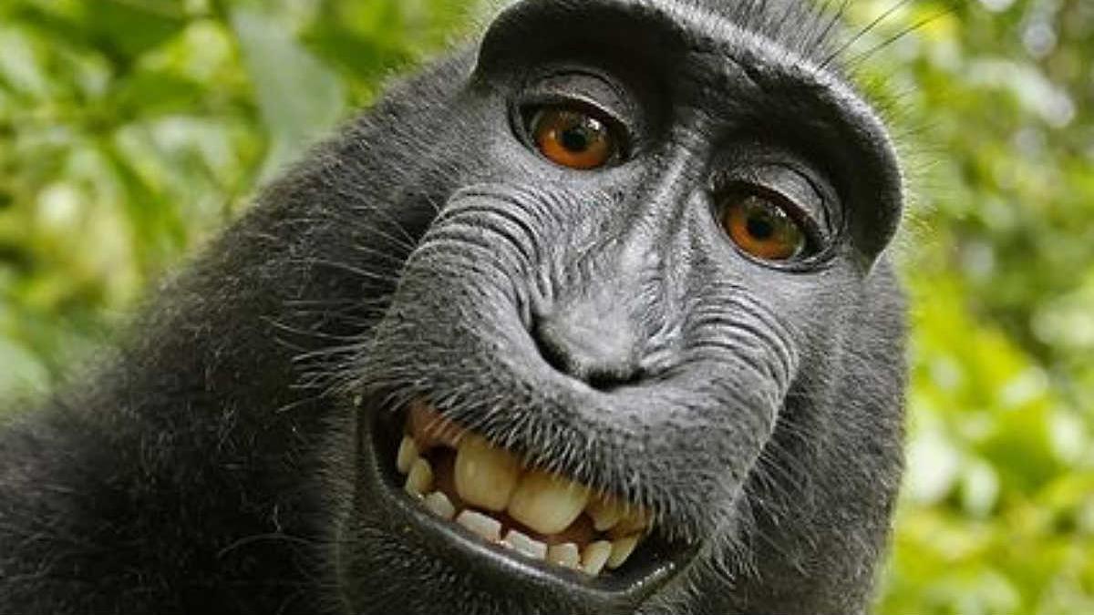 La famosa autofoto del macaco Naruto que 'rompió internet' hace unos años.