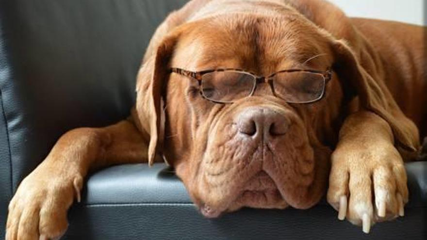 ¿Hay gafas o lentillas para perros?