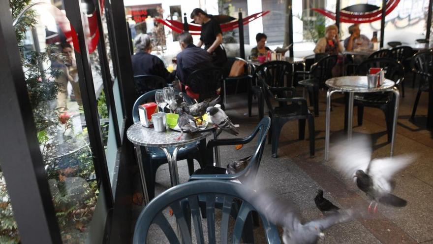 Gaviotas alimentándose en una terraza de Gijón.