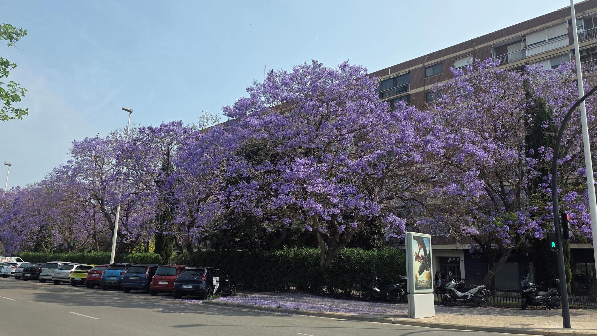 Jacarandas en la ciudad de València