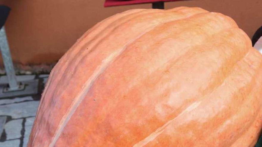 A la izquierda, un ejemplar de calabaza de Tiós, con otro de la variedad gigante detrás.