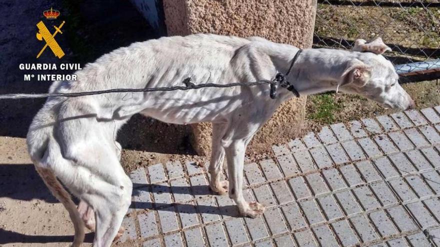 Tres investigados por el envío irregular de 21 perros desde Olivenza a Hungría en mal estado