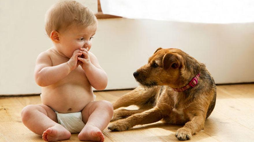 Convivir con animales &quot;entrena&quot; el sistema inmune.