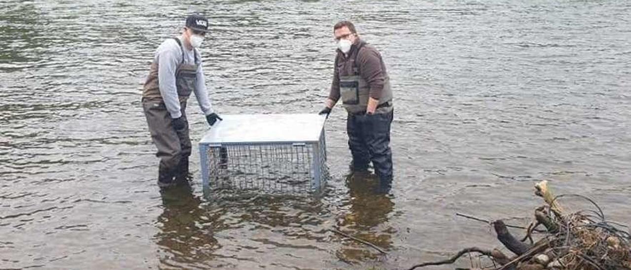 Los pescadores Omar Llamedo y Hugo Álvarez instalan una jaula para salmones en el río Narcea.