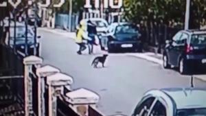 Un perro callejero salva a una mujer de un atracador