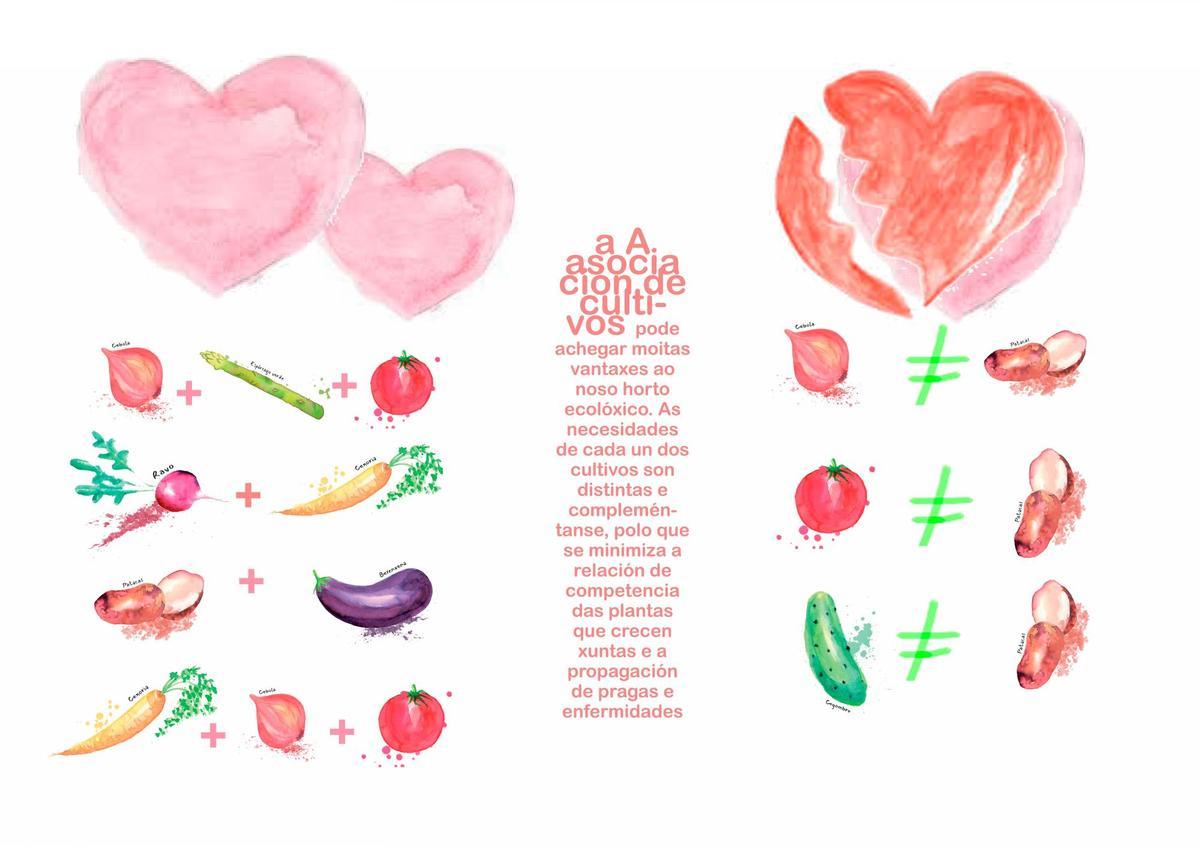 Cartel elaborado para indicar as hortalizas que se dan mellor ao cultivarse de forma conxunta. Foto: C. Ames