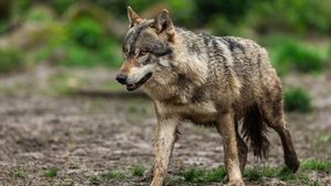 Ejemplar de lobo, una especie protegida. | E. P. 26/12/2023 Unión de Uniones pide al MITECO la activación de reuniones periódicas para plantear la postura de España en la protección del lobo ante la propuesta de la Comisión Europea de rebajarla.. Unión de Uniones de Agricultores y Ganaderos ha pedido al Ministerio para la Transición Ecológica y el Reto Demográfico (MITECO) la activación y puesta en marcha del calendario periódico de reuniones para tratar la postura de España en la conservación del lobo frente a la propuesta de la Comisión Europea para rebajar su protección. SOCIEDAD AB PHOTOGRAPHY