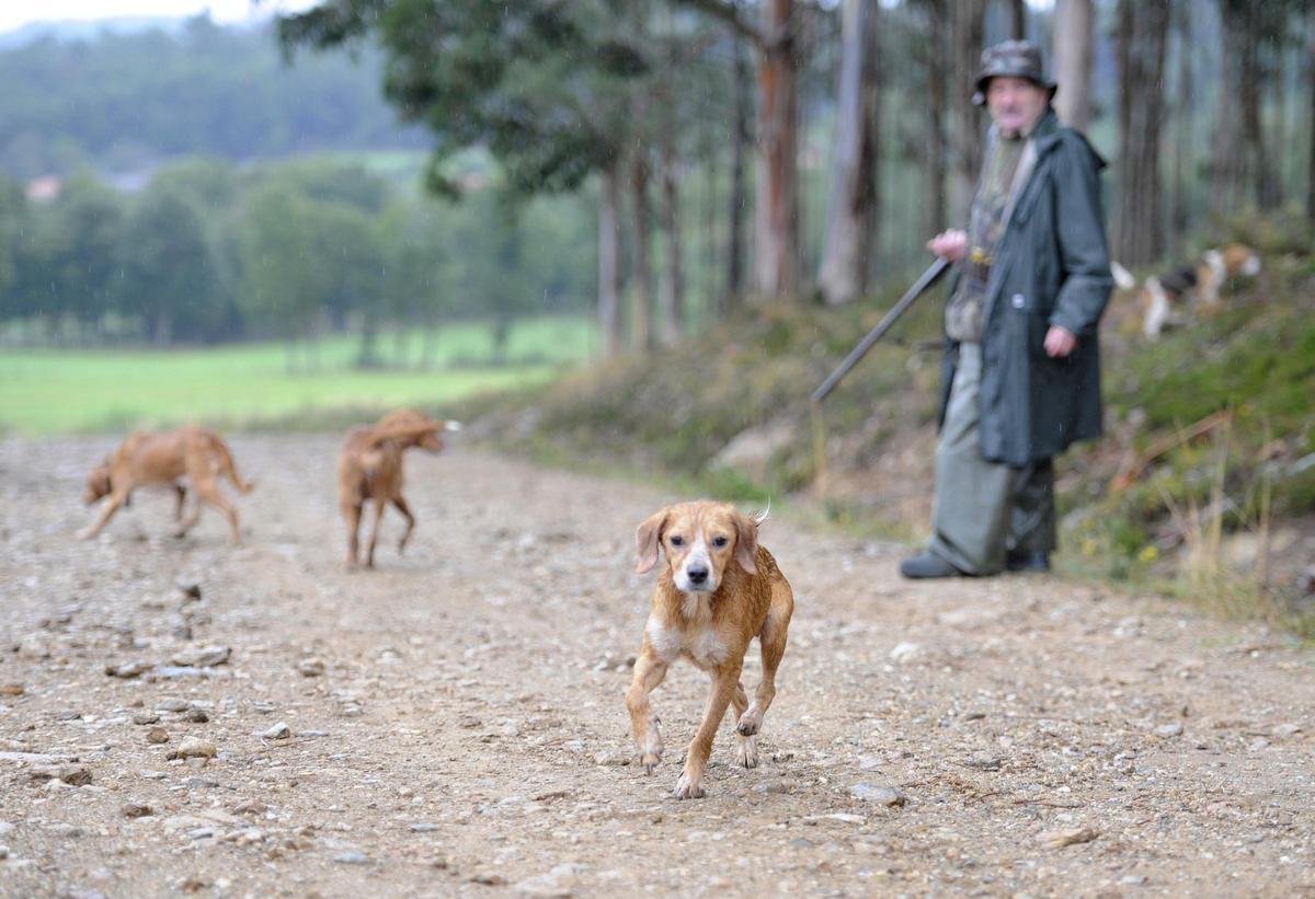 Un cazador observa a sus perros en un camino.