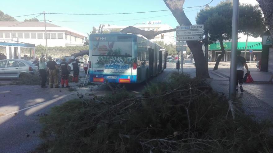 Cae una gran rama de un pino sobre un autobús en el Camí de Can Pastilla