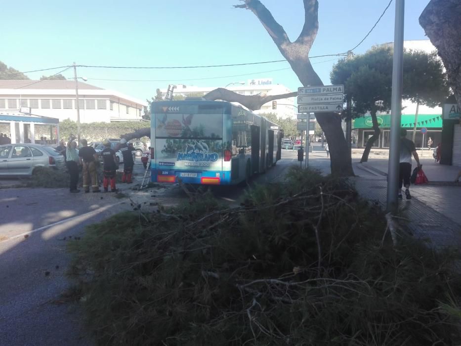 Cae una gran rama de un pino sobre un autobús en el Camí de Can Pastilla