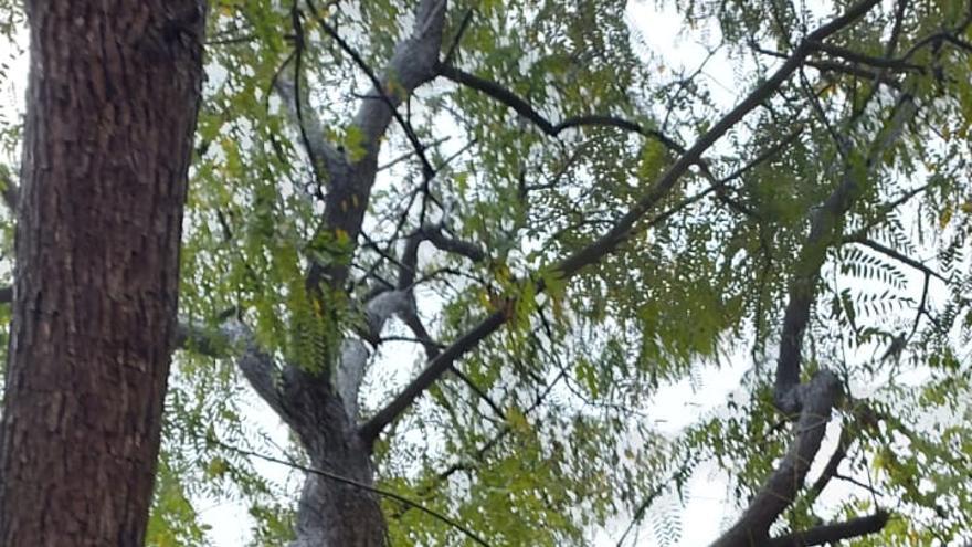 Un árbol se ha desplomado sobre las instalaciones de la protectora Spax.