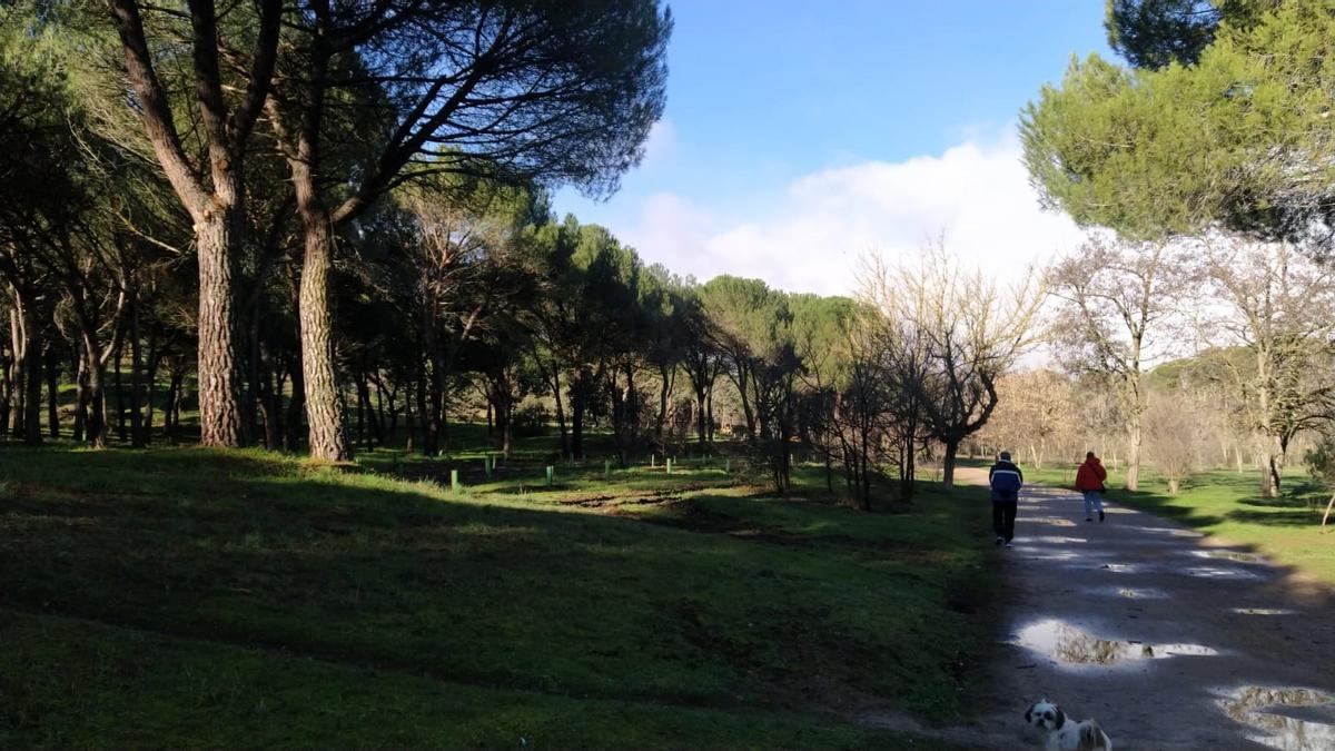 Resultados del plan Renaturaliza en el bosque de Valorio de Zamora: plantación de 4.400 árboles