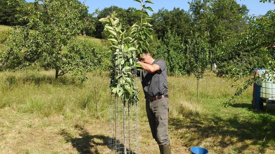 Radiomarcajes o plantaciones frutales &quot;gourmet»: los sistemas para mantener al oso alejado de pueblos y carreteras y evitar a los &quot;Fittipaldis&quot;