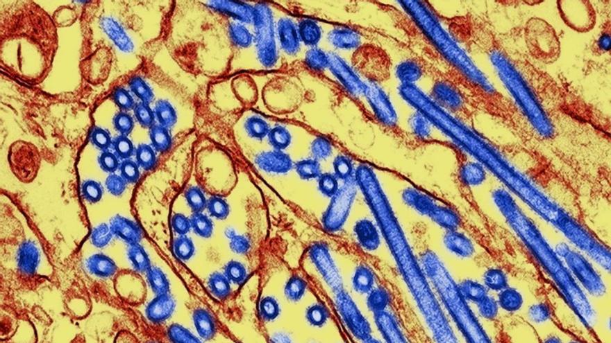 ¿Puede la gripe aviar desatar una nueva pandemia? Descubren una nueva mutación