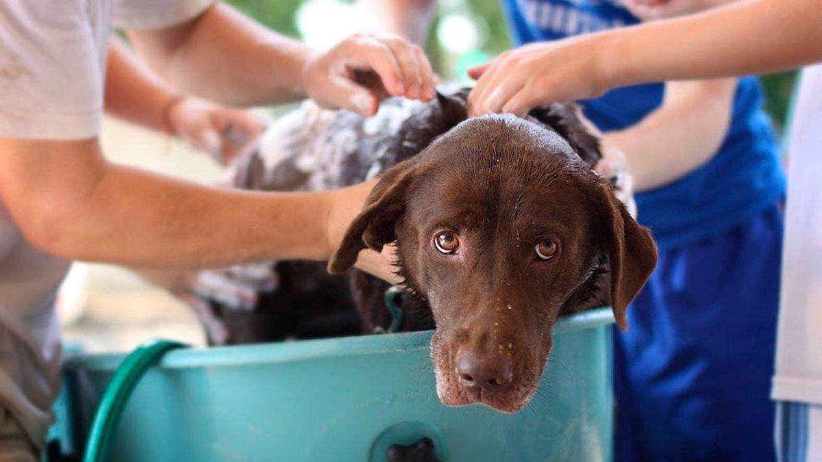 ¿Cada cuánto hay que bañar a un perro?