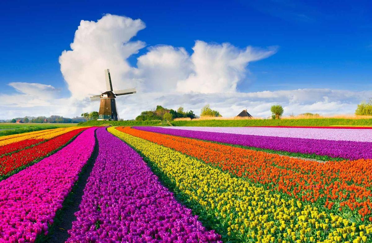 Holanda, tulipanes