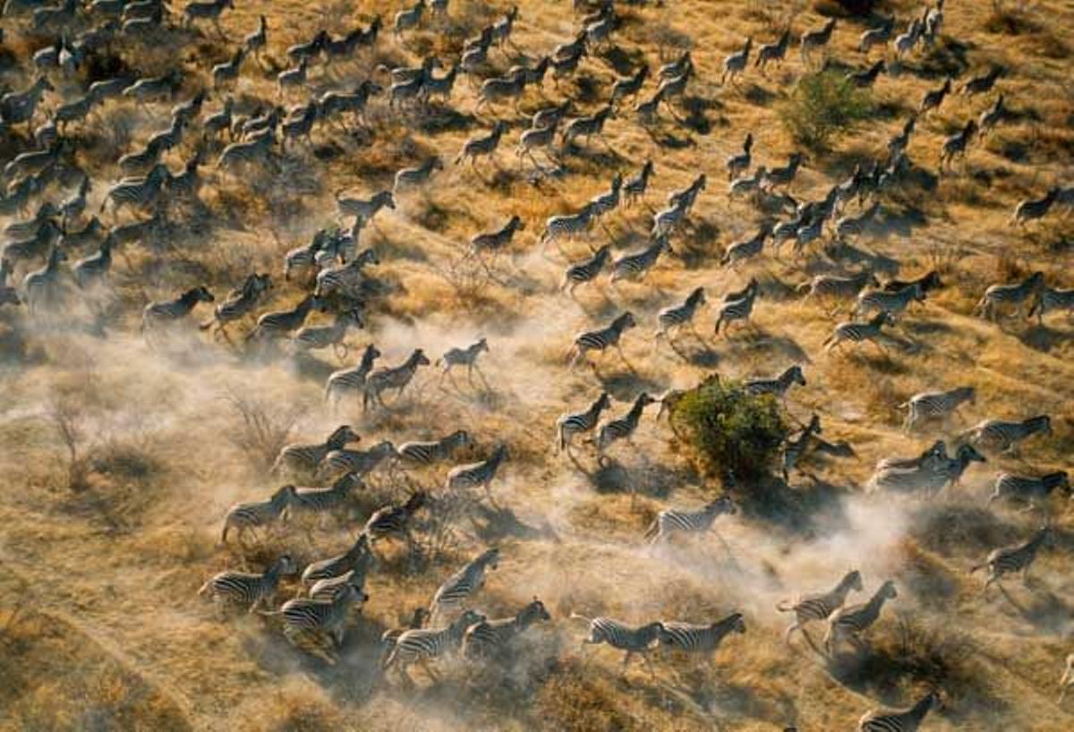 Miles de cebras se congregan cerca del agua en su migración anual desde Makgadikgadi Pans hacia el río Buteti.