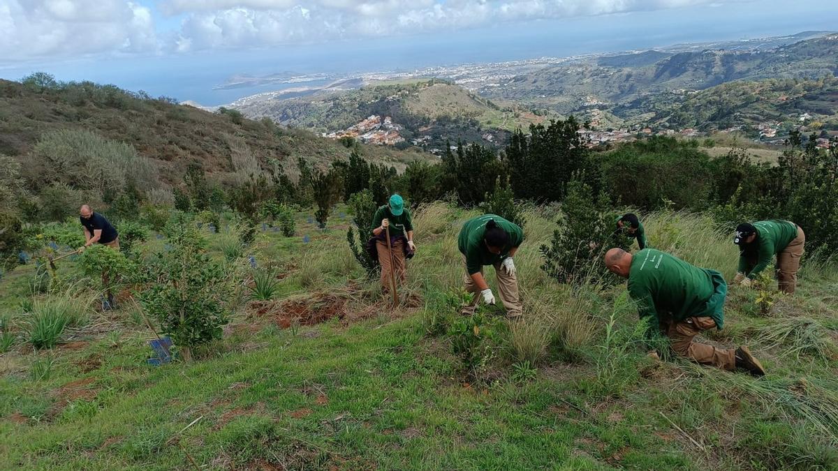 El Cabildo de Gran Canaria destina 1,6 millones a reforestar 22.000 hectáreas