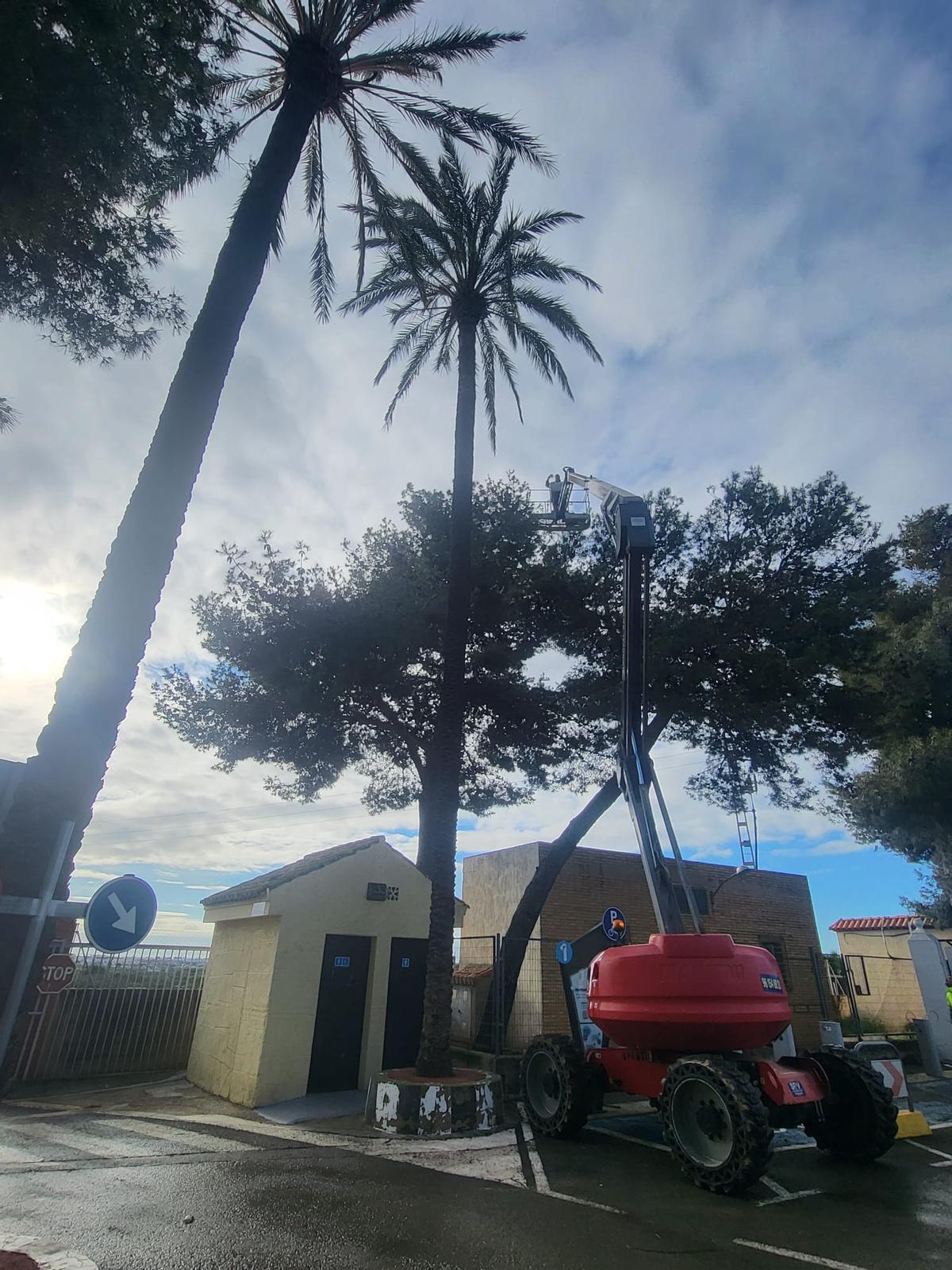 Tratamiento procesionaria del pino en Albal.
