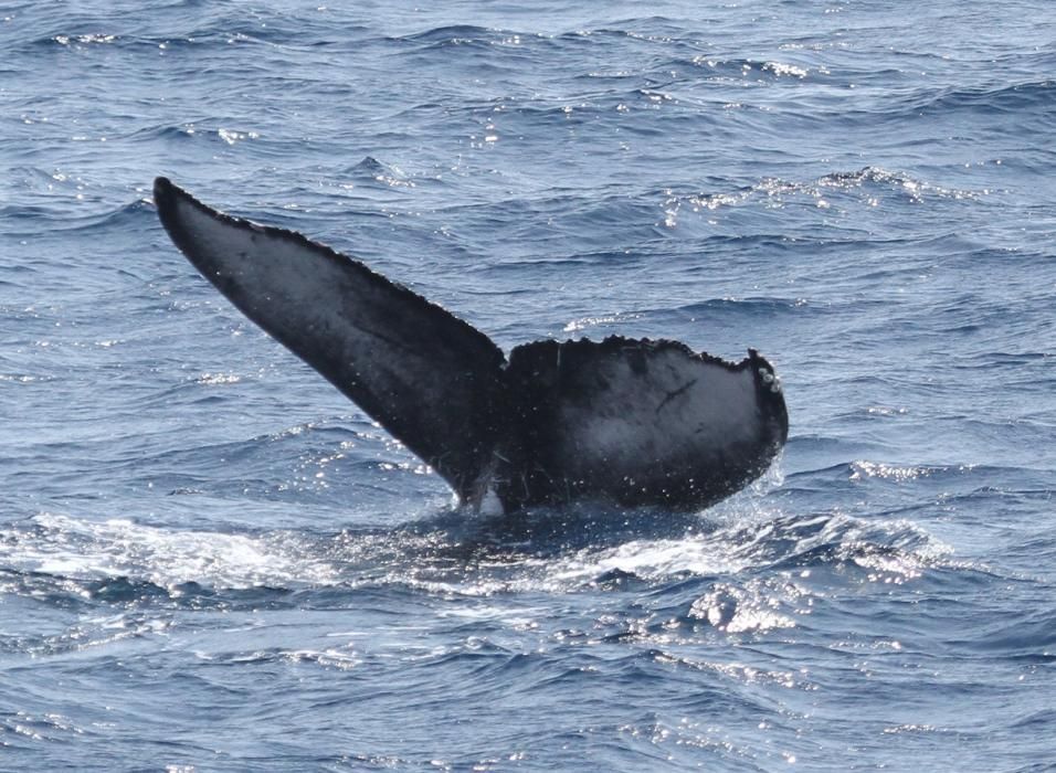 El espectacular avistamiento de rorcuales, ballenas jorobadas y zifios en aguas de la Región