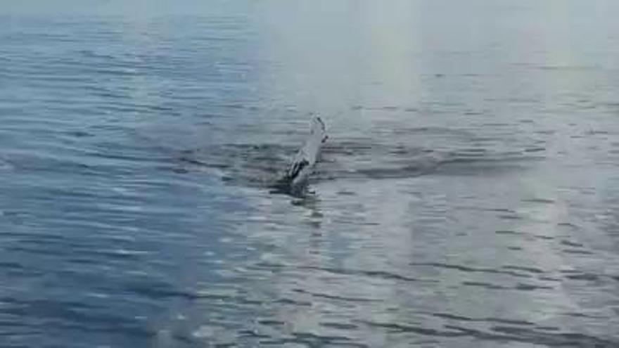 Una ballena disfruta y saluda en aguas canarias