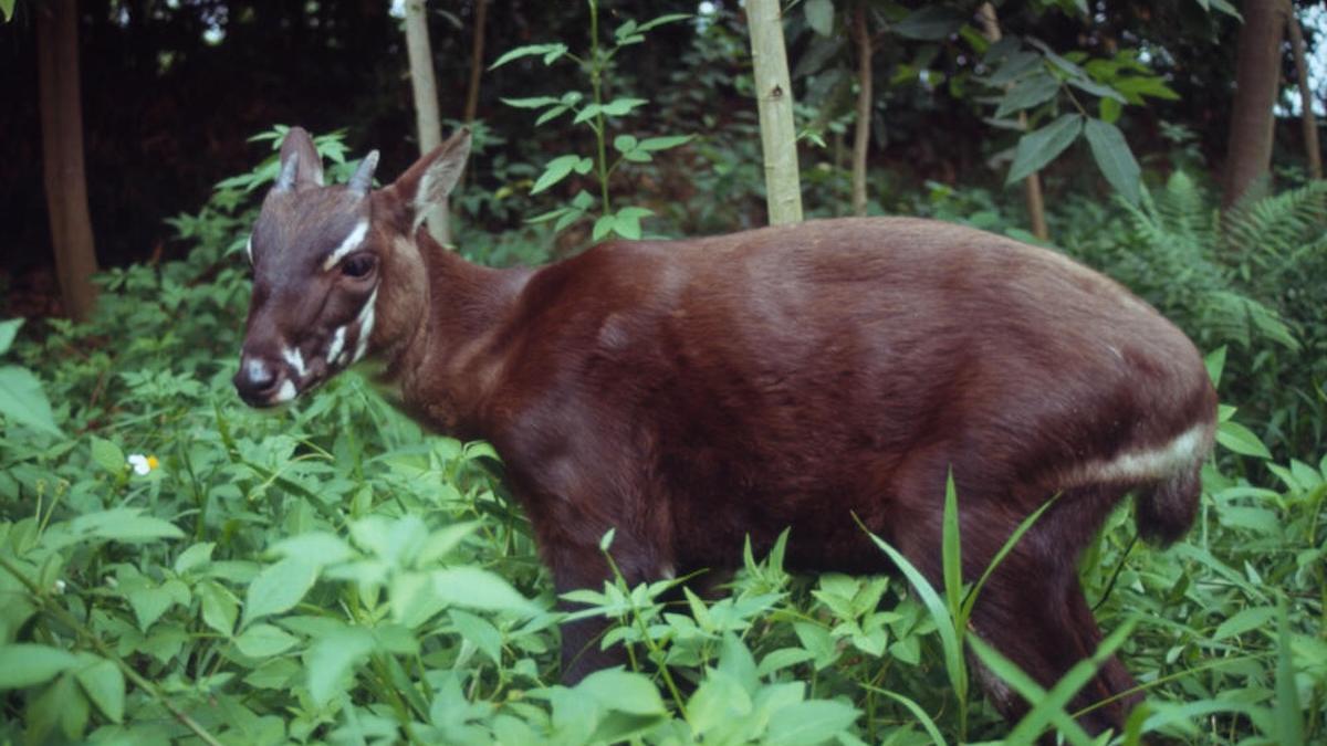 Ejemplar de saola.