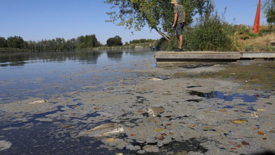 Aparecen centenares de peces muertos en el río Duero a su paso por Villaralbo