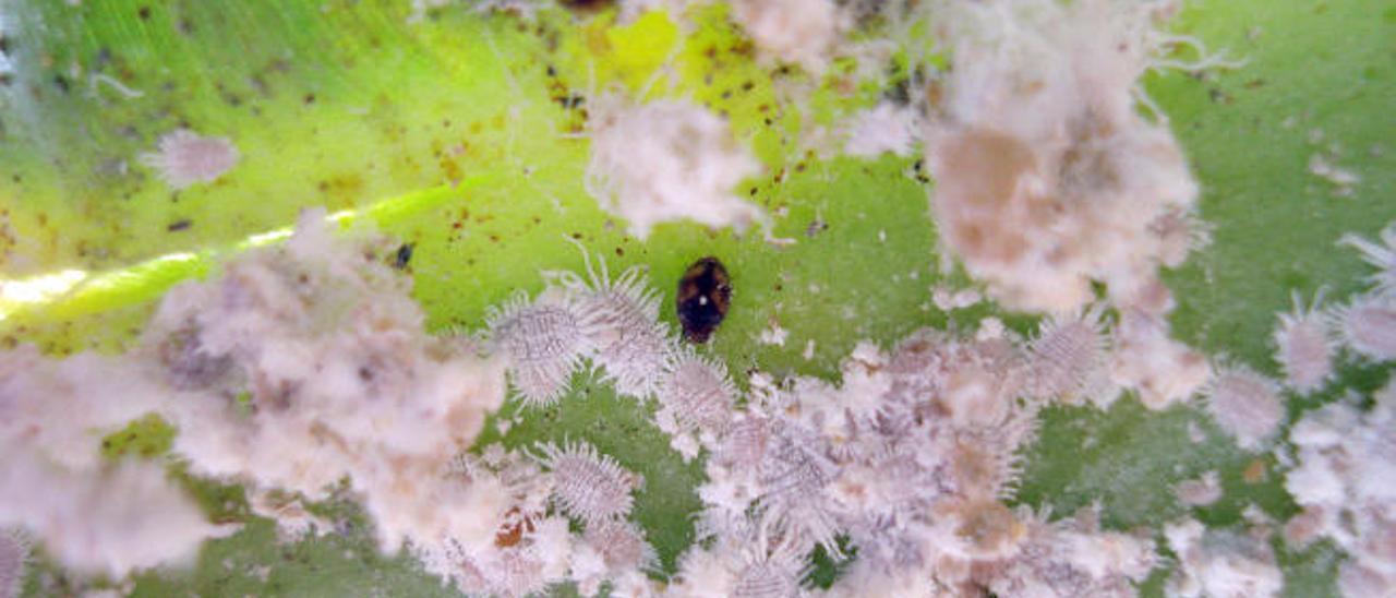 Detalle de esta población de insectos en una platanera.