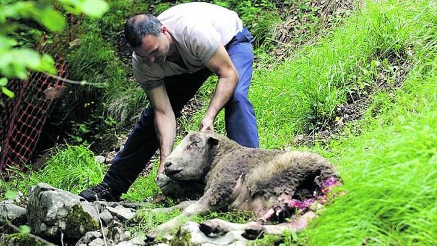 Amando Álvarez, con una oveja atacada por animales salvajes en una de sus fincas.