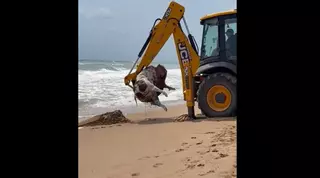 VÍDEO | Rescatan el cuerpo de una vaca en la playa de Tavernes