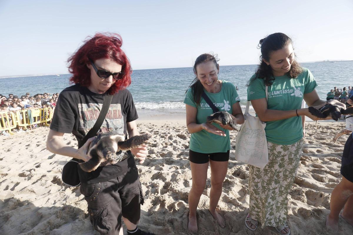 Imágenes de la liberación de 39 tortugas en Can Pere Antoni