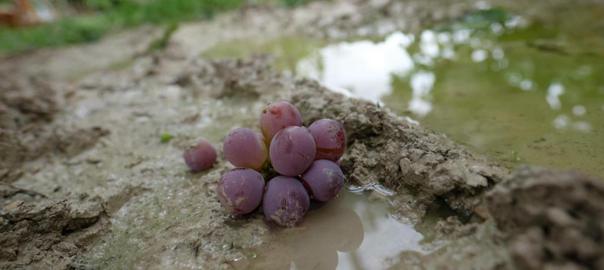 ASAJA crea una oficina técnica en Elche para atender a los afectados por la gota fría