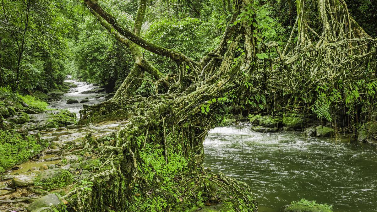 En Meghalaya descubrimos unos puentes de raíces que parecen generados por IA.
