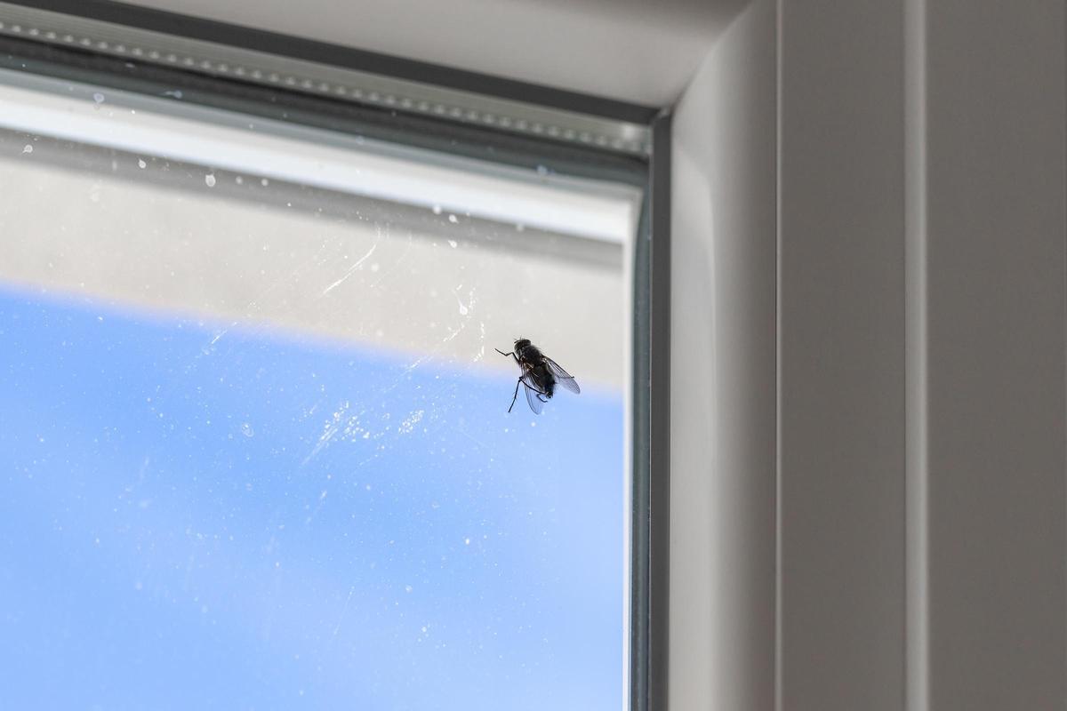 Una mosca reposa sobre el cristal de una ventana.