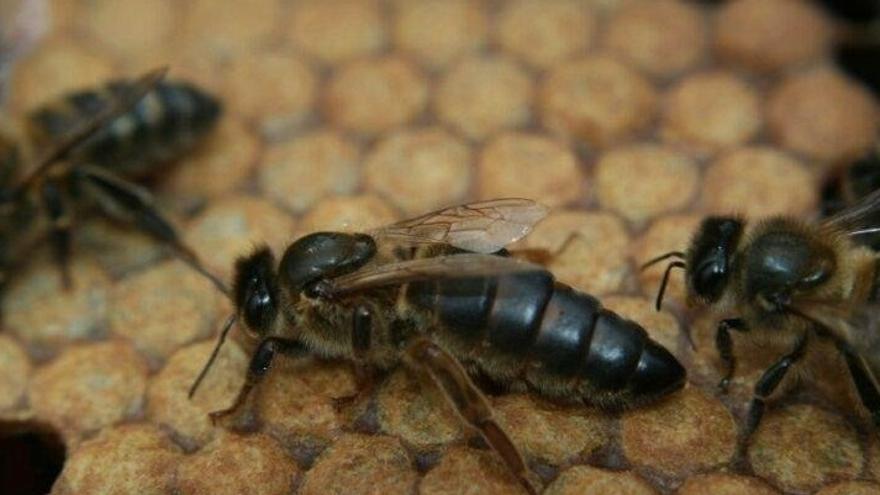 Abeja negra de Canarias