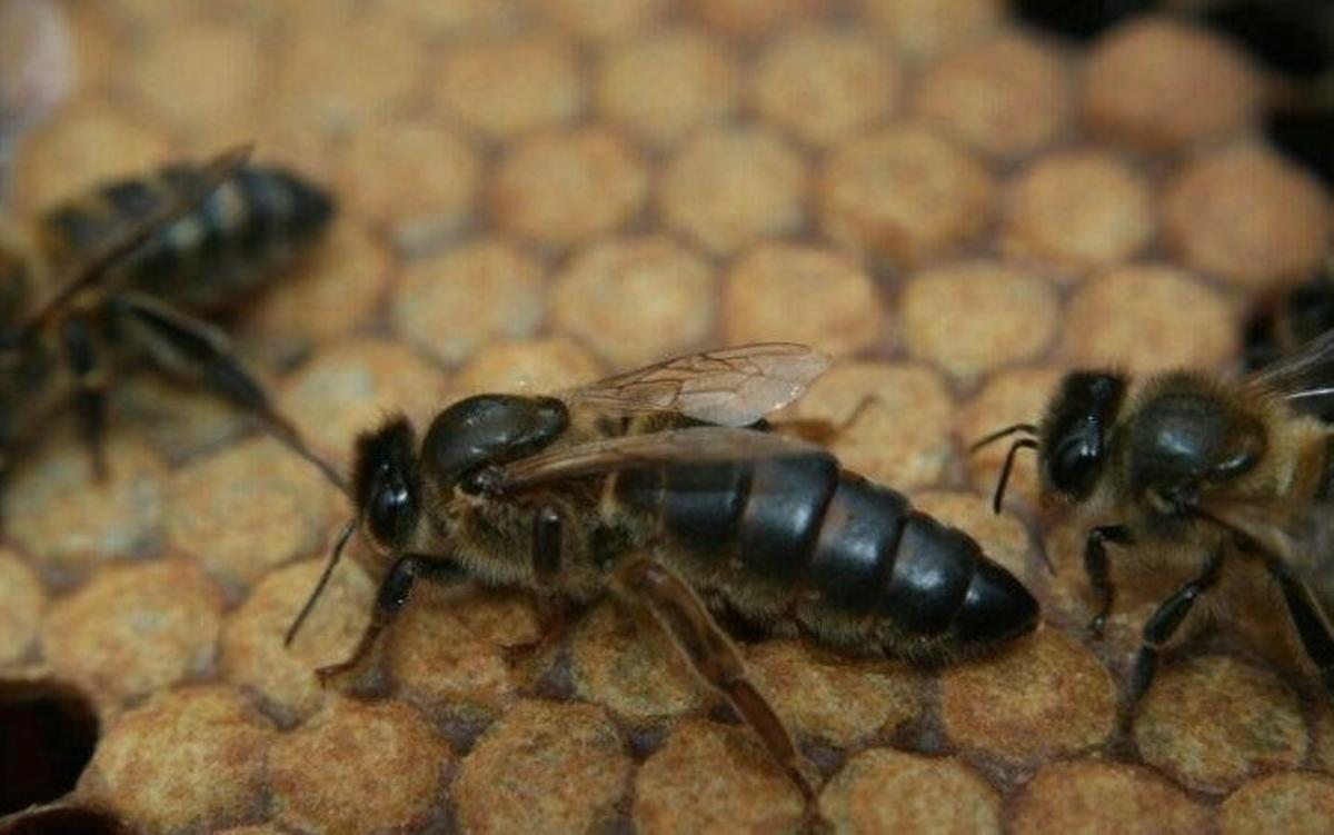 Abeja negra de Canarias