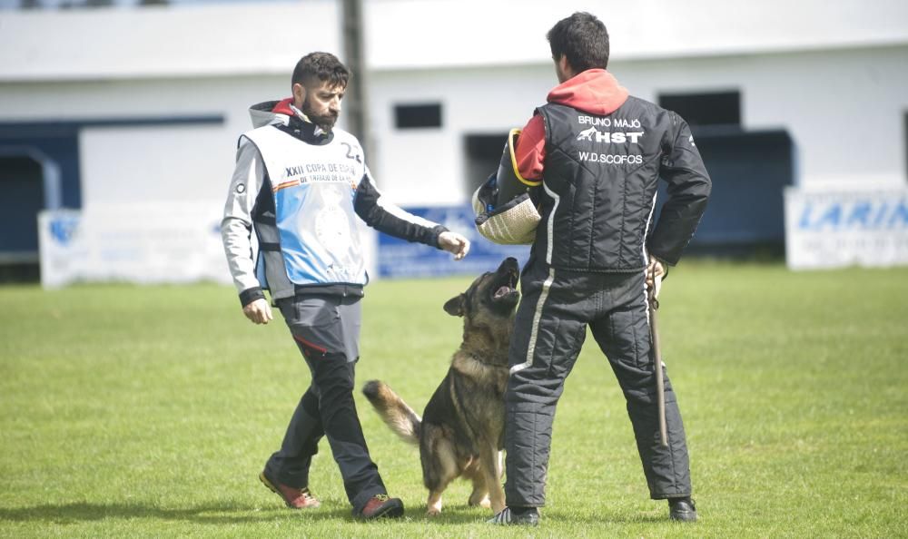 Copa de España de Trabajo para Perros de Utilidad