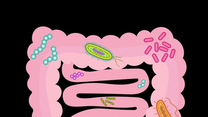 Ilustración de la microbiota intestinal