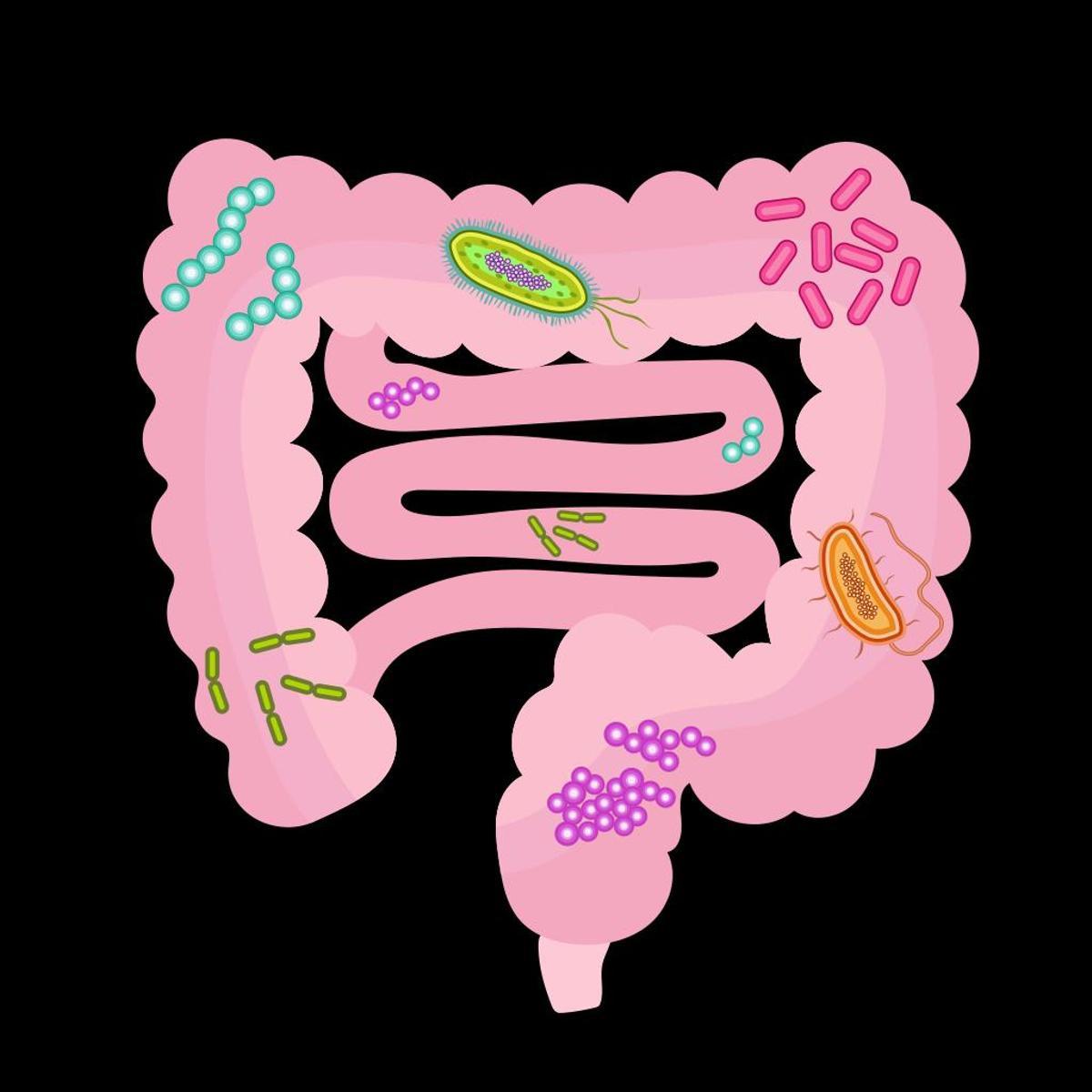 Ilustración de la microbiota intestinal