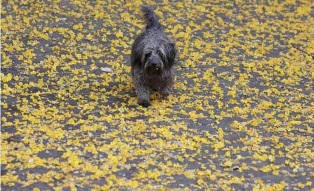 Un gos camina sobre una alfombra de flors de primavera a Johannesburg (Sud-àfrica). L’hemisferi sud es prepara per a l’estiu, mentre que l’hemisferi nord entra de ple en l’hivern.